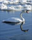 Лебедь на озере Онтарио